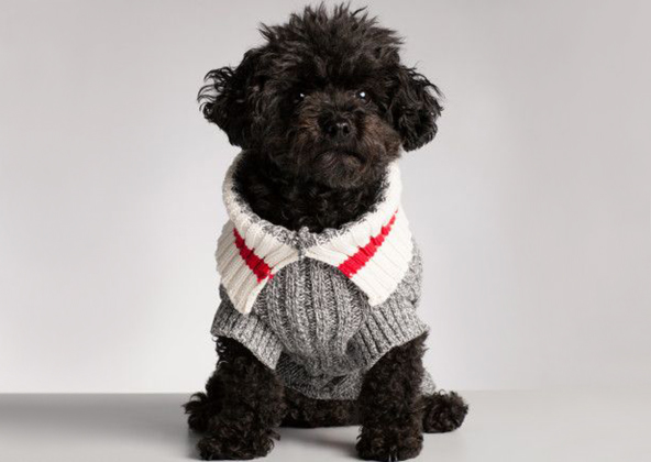 Roots hotsell dog sweater