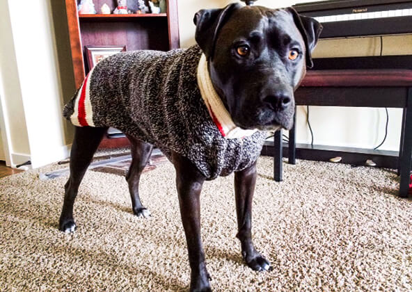 chilly dog boyfriend sweater