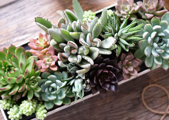 basket flower seeds Basket Flower Seeds