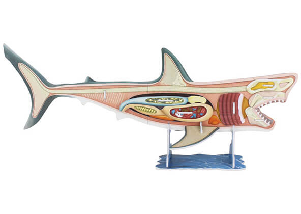 Discovery Channel 3D Shark | Giftagram Discovery Channel 3D Shark | Giftagram