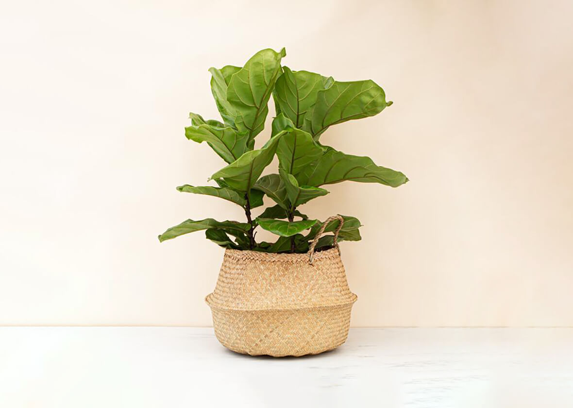 Fiddle Leaf Fig in Seagrass Basket Giftagram