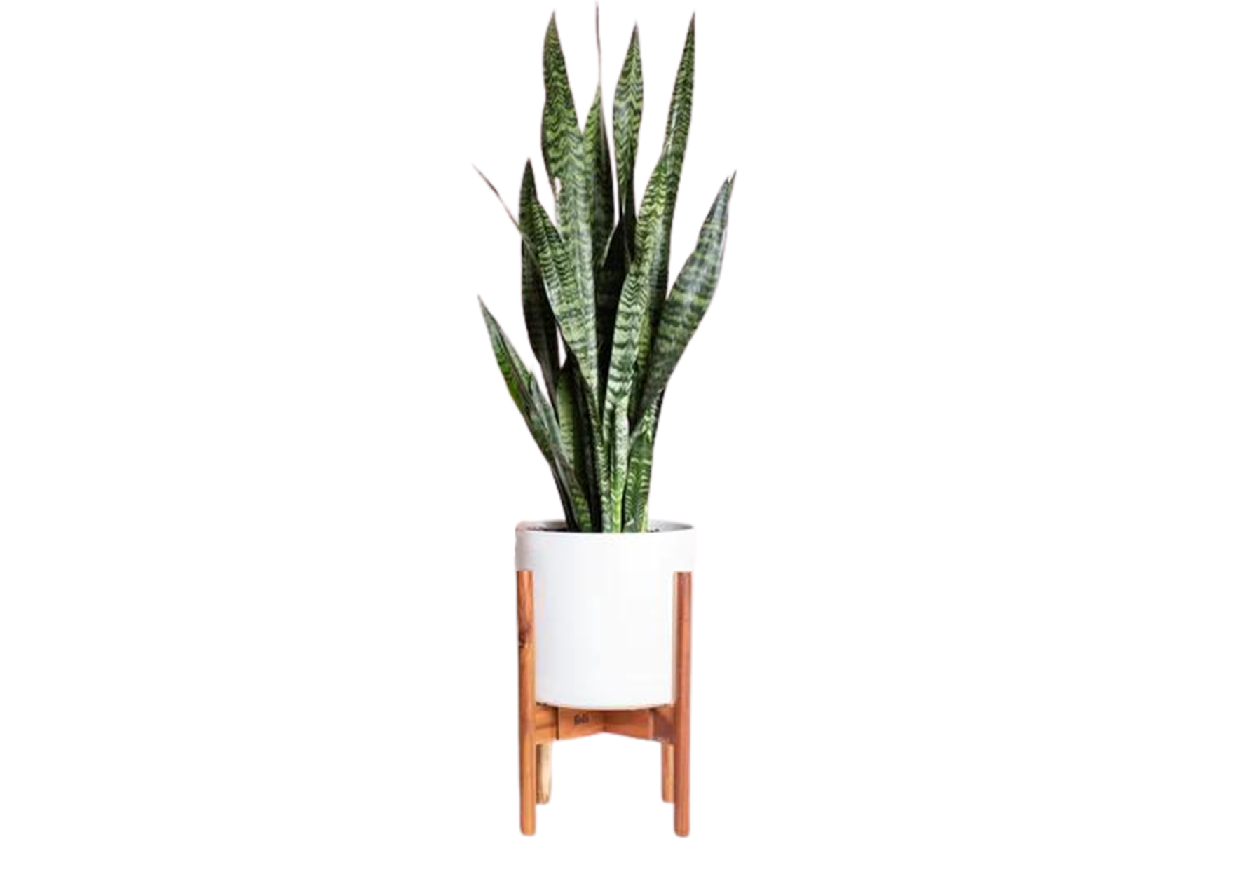 Snake Plant Large w/ Stand / Smooth / White
